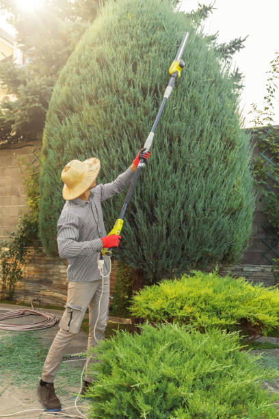 Best Tree Maintenance Programs  in Tioga Terrace, NY